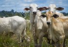 Doença da vaca louca é confirmada pela Agência de Defesa Agropecuária do Estado do Pará