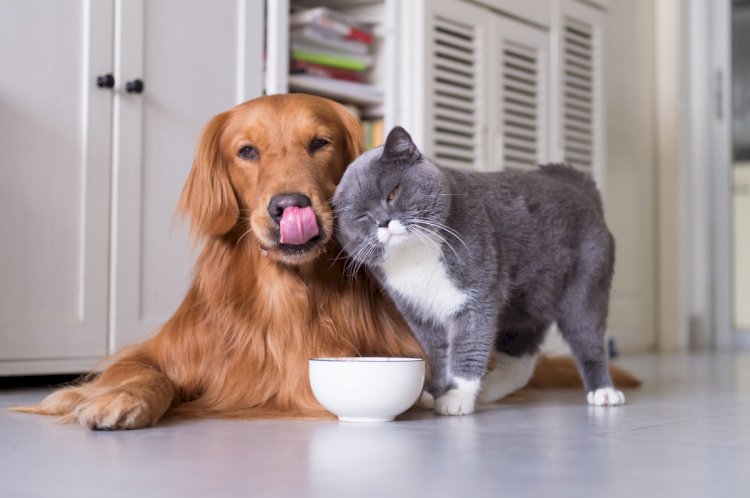 Vagas para castração gratuita de cães, cadelas, gatos e gatas