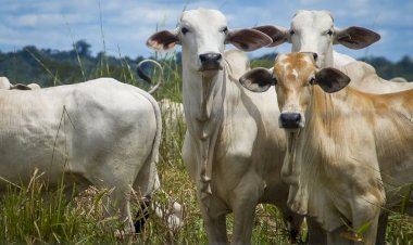 Doença da vaca louca é confirmada pela Agência de Defesa Agropecuária do Estado do Pará