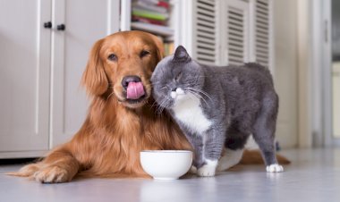 Vagas para castração gratuita de cães, cadelas, gatos e gatas