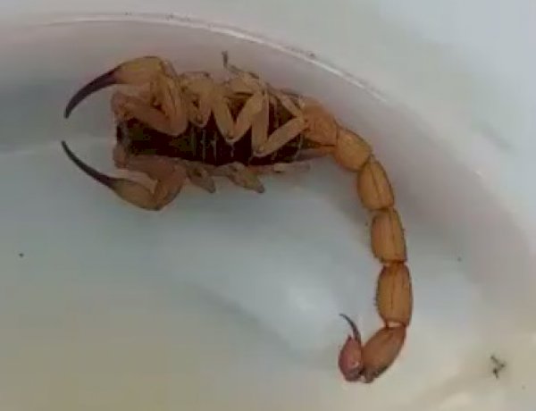 Sabia que o escorpião se finge de morto? Acidentes com escorpiões, como evitar e onde buscar ajuda