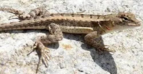 Criança é internada após comer lagartixa na casa da madrasta